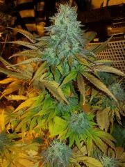 blacknesia