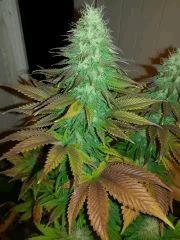diesel