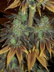 diesel
