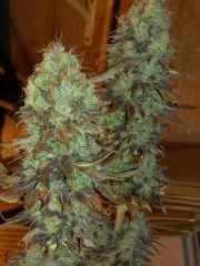 diesel