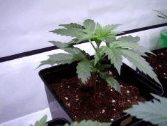 Plante N1