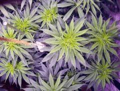 7 DSC03211