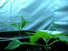 DSCN3477