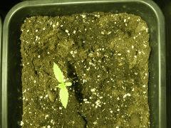 DSCN3297