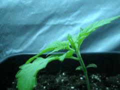 DSCN3459