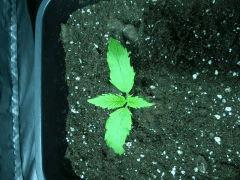 DSCN3384