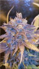 Flo +60 JACKFLASH5 BUD B