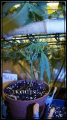UK CHEESE test