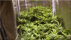 Flo +39 scrog coté gauche (nl#5Xhaze)