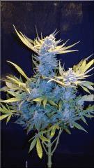 Flo +60 SENSI SKUNK