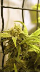 FLO +50 coté BUD NL#5xHAZE B