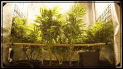 Flo +39 LES GARDIENS DU SCROG A