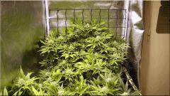 Flo +39 scrog coté droit (jackflash#5)