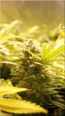 FLO +50 coté BUD SUPER SKUNK A