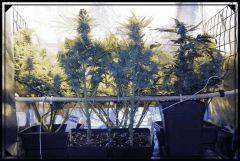 Flo +60 FERMETURE SCROG