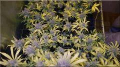 Flo +60 NL#5xHAZE