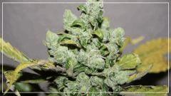 FLO +69 UK cheese Bud A