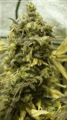 Flo +70 JACK FLASH#5 Bud D1