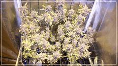 Flo +77 NL#5xHAZE avant Cut