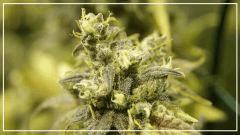 Flo +70 JACK FLASH#5 BUD A