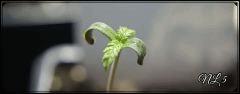 Cro 3 NL#5xHAZE A