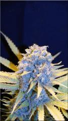 Flo +60 SKUNK#1 BUD