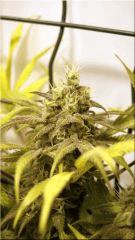 FLO +50 coté BUD JACKFLASH#5 A
