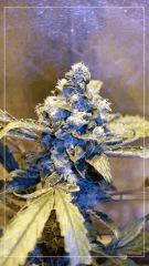 Flo +50 BUD UK CHEESE B