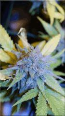 Flo +60 SUPER SKUNK BUD B