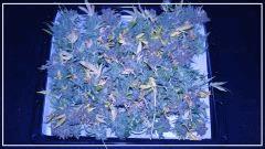 Flo +70 SUPER SKUNK Cut avant manucure