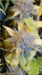 Flo +60 SUPER SKUNK BUD D