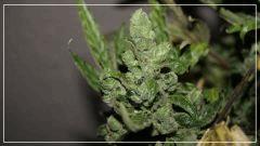 FLO +69 UK cheese Bud B