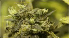 Flo +70 JACK FLASH#5 Bud C