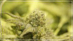 Flo +70 NL#5xHAZE  Bud A