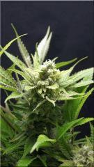 FLO +50 SENSI SKUNK BUD