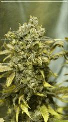 Flo +70 JACK FLASH#5 Bud D2