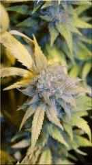 Flo +60 NL#5xHAZE BUD C