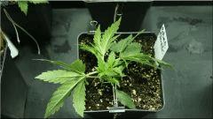 Cro +21 Super Skunk Vue dessus