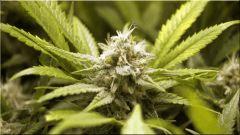 Flo +39 Bud super skunk A