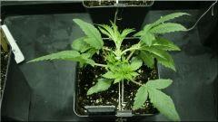 Cro +21 Jack Flash#5 Vue dessus