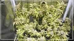 Flo +70 NL#5xHAZE