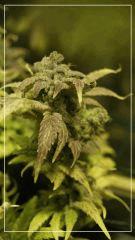 Flo +70 NL#5xHAZE  Bud D1