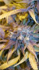 Flo +60 JACKFLASH5 BUD D