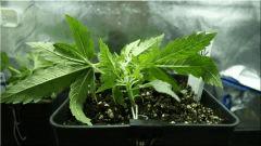 Cro +21 Super Skunk Vue De face