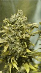 Flo +70 JACK FLASH#5 Bud D1 A