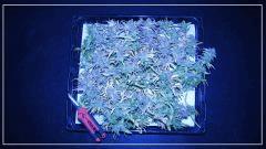 Flo +77 NL#5xHAZE avant manucure