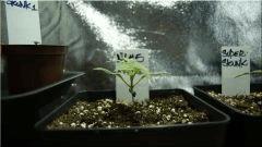 Cro 14 Nl#5Xhaze  Vue De face (6.8cm)