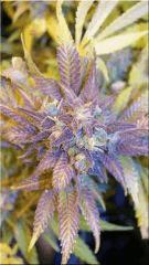 Flo +60 JACKFLASH5 BUD A