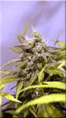 FLO +50 coté BUD JACKFLASH#5 B