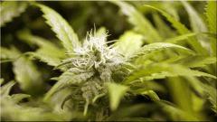 Flo +39 Bud nl#5Xhaze A